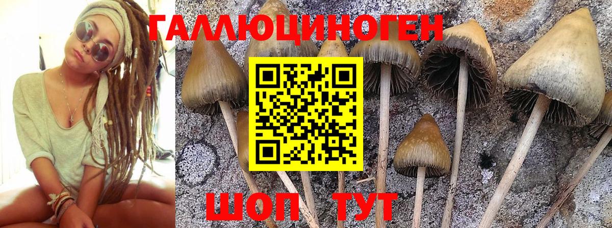 Галлюциногенные грибы Cubensis Каменск-Уральский